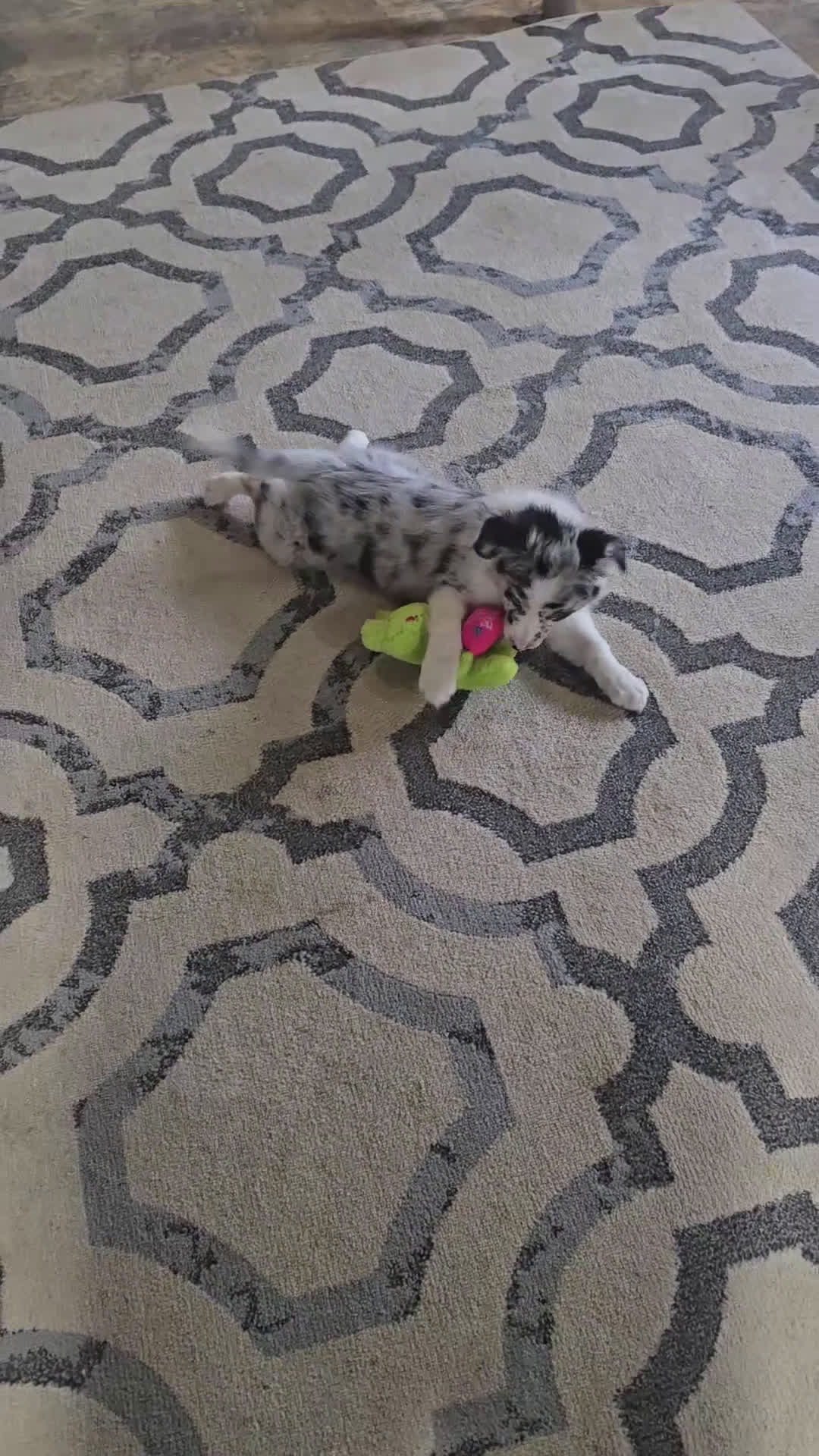 Australian Shepherd dogs for sale: Ellie - Video 1