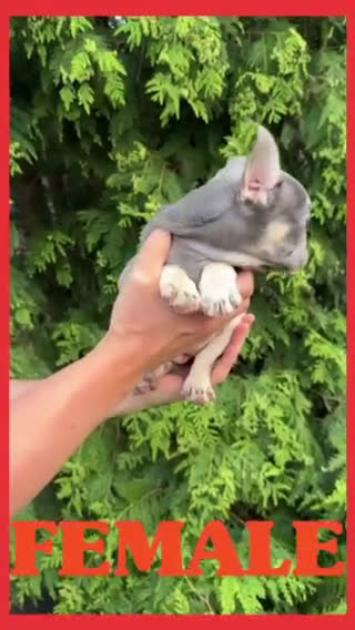 French Bulldog dogs for sale: Arnold - Video 1