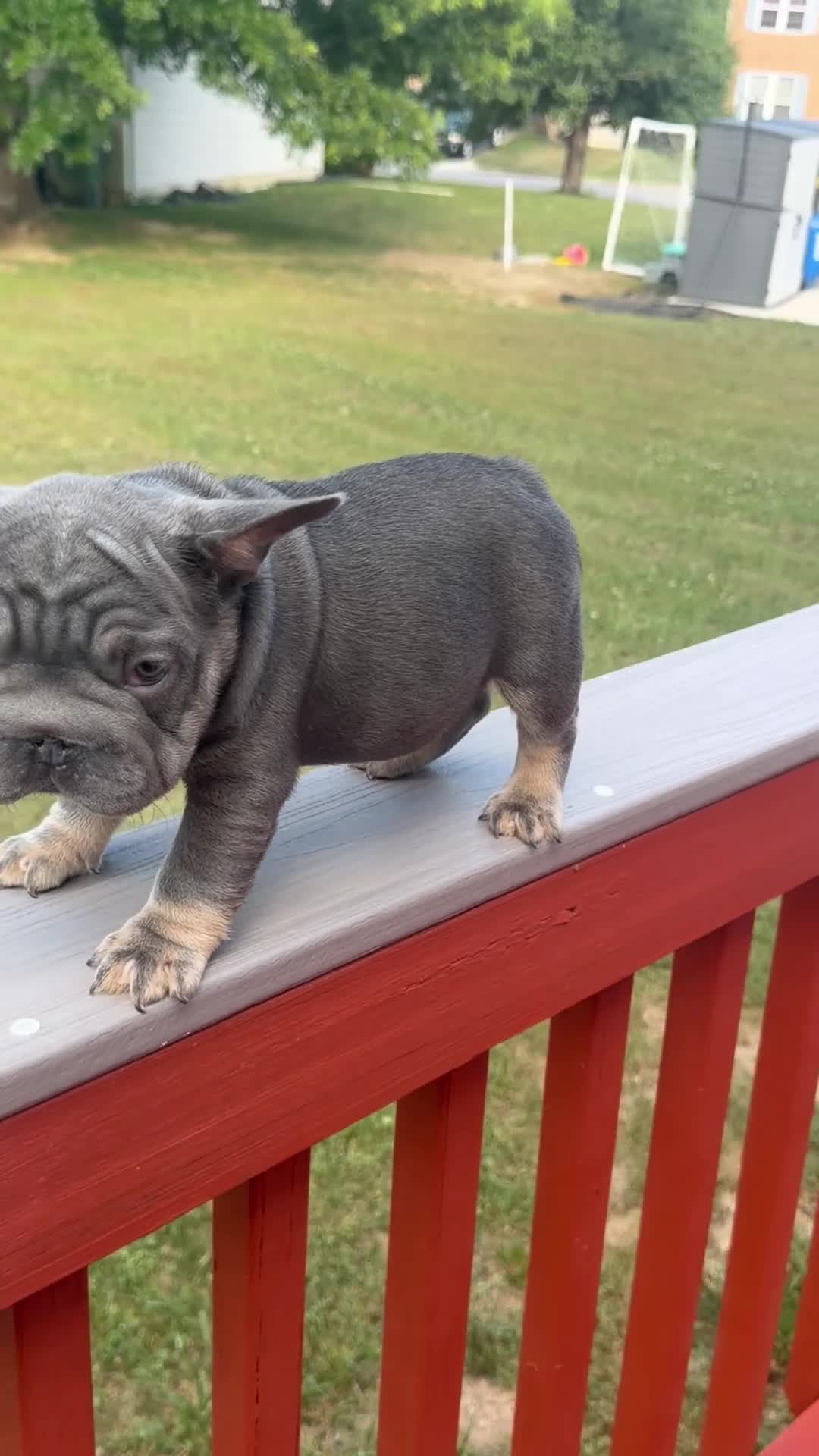 French Bulldog dogs for sale: Harvey Dent - Video 1