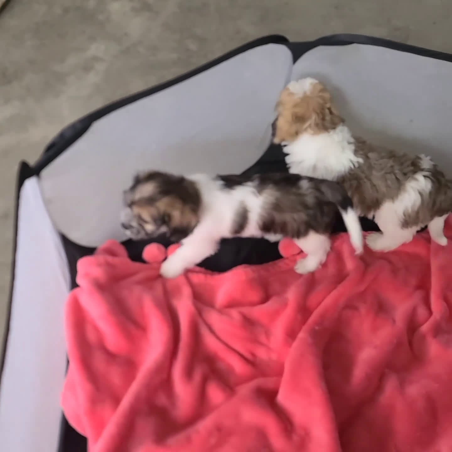 Mixed Breed dogs for sale: Theodore - Video 1