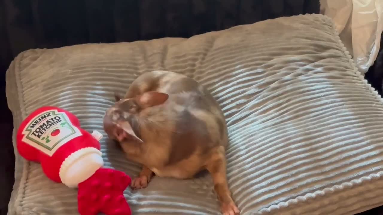 Chihuahua dogs for sale: Mr choco  - Video 1