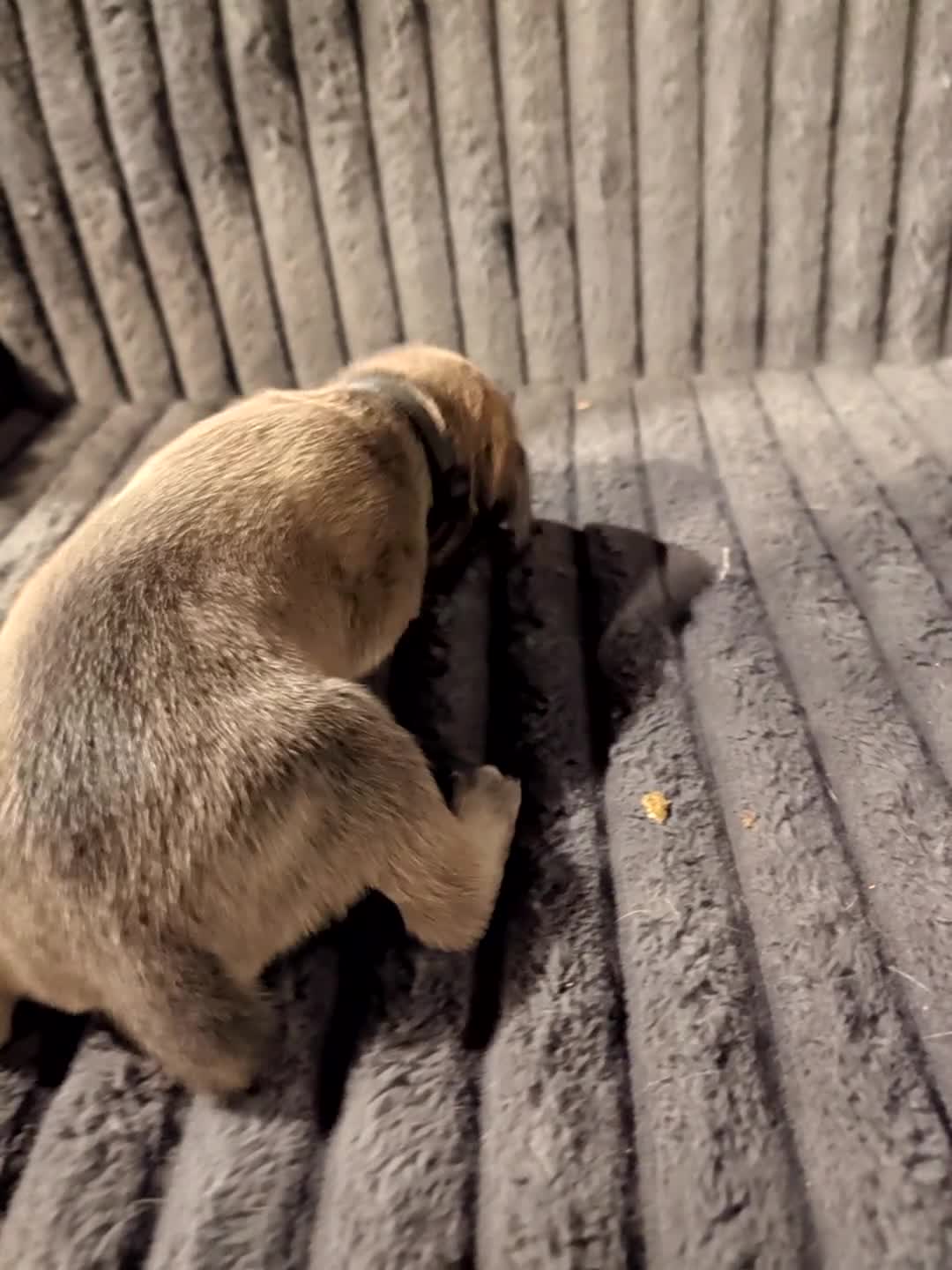Cane Corso dogs for sale: Cane Corso 1 - Video 1