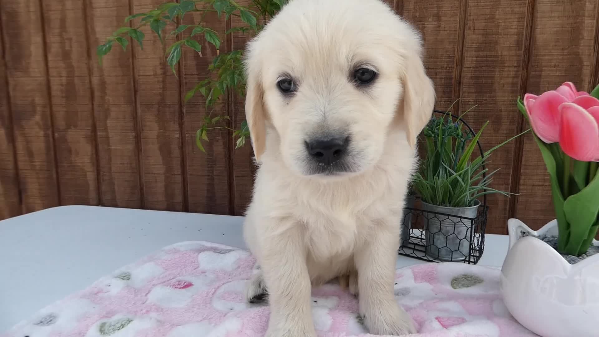 Golden Retriever dogs for sale: Golden Retriever 5 Abby - Video 1