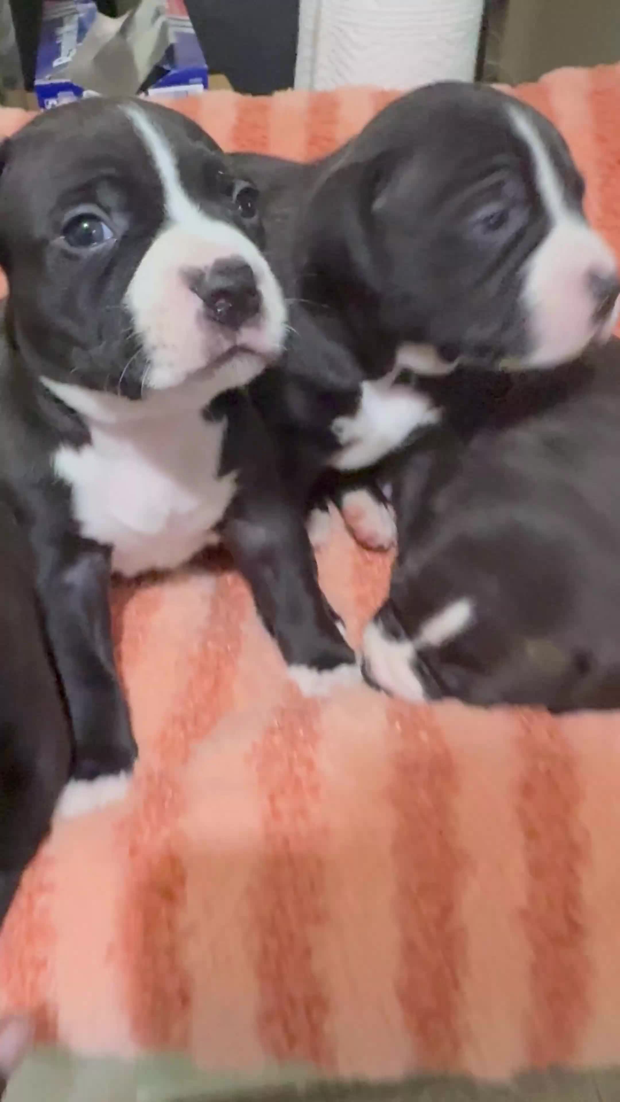 Canaan Dog dogs for sale:  Blue eyes - Video 4