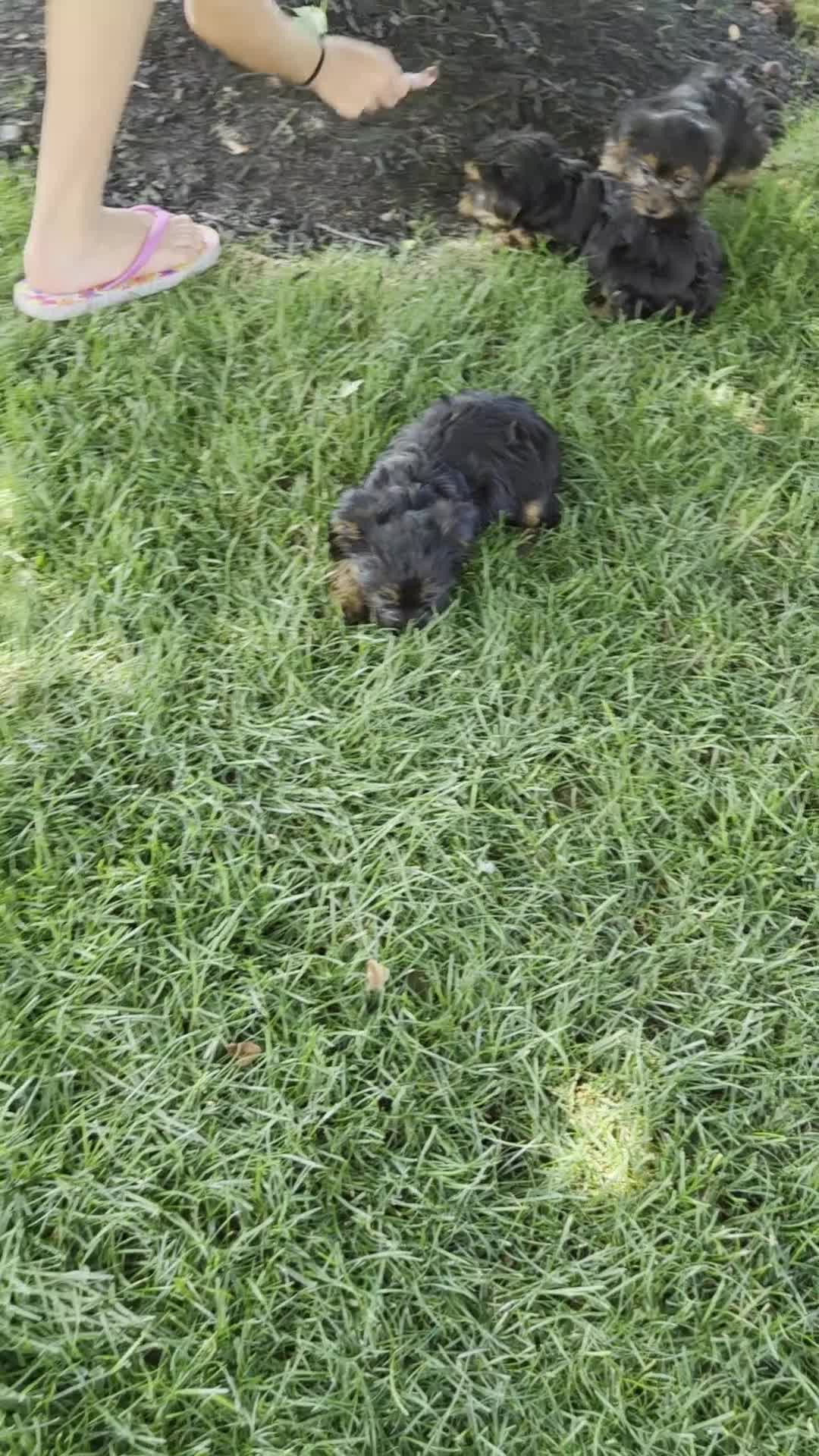 Yorkshire Terrier dogs for sale: Sparky - Video 1
