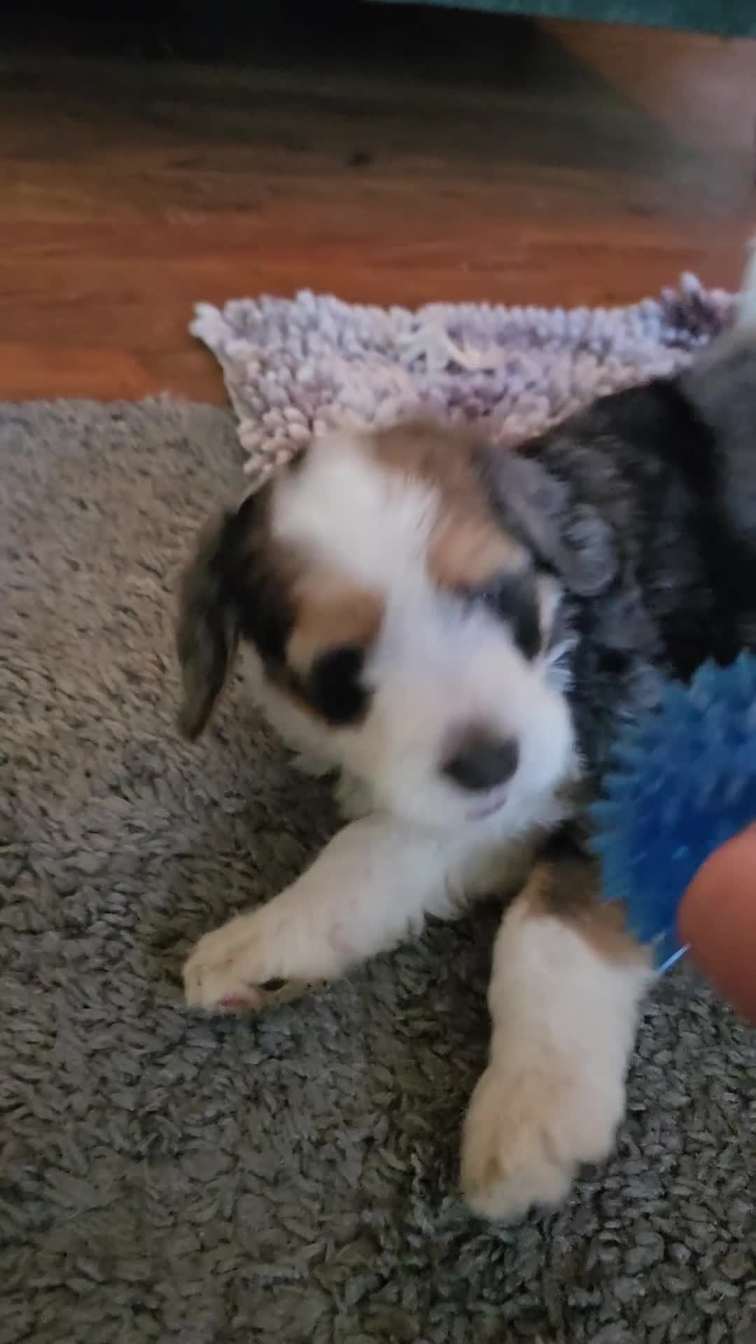 Bernedoodle dogs for sale: Bernedoodle 9 Purple collar  - Video 1