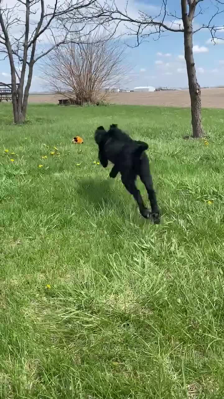 Mixed Breed dogs for sale: Max - Video 1
