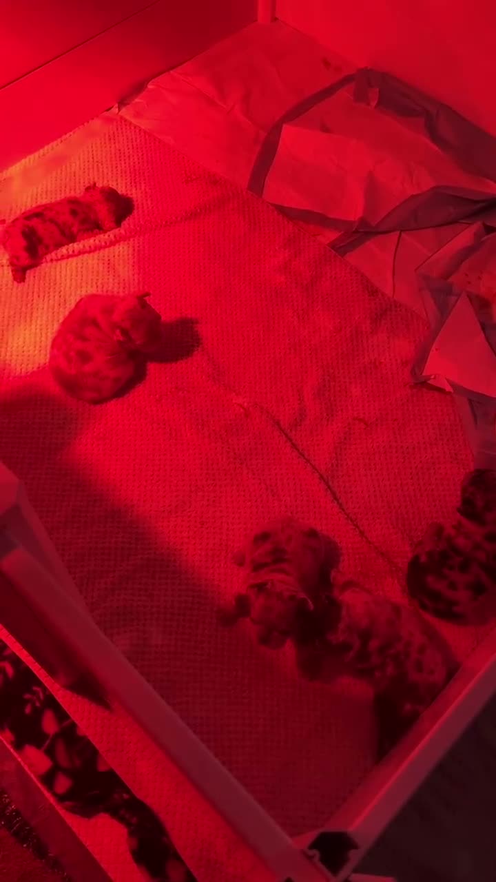 French Bulldog dogs for sale: Biggie - Video 1
