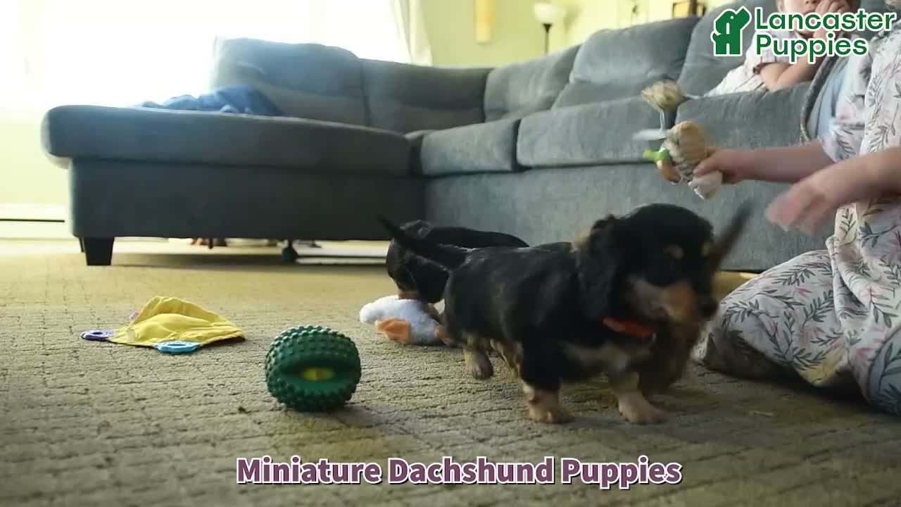 Miniature Dachshund dogs for sale: Pepper - Video 1