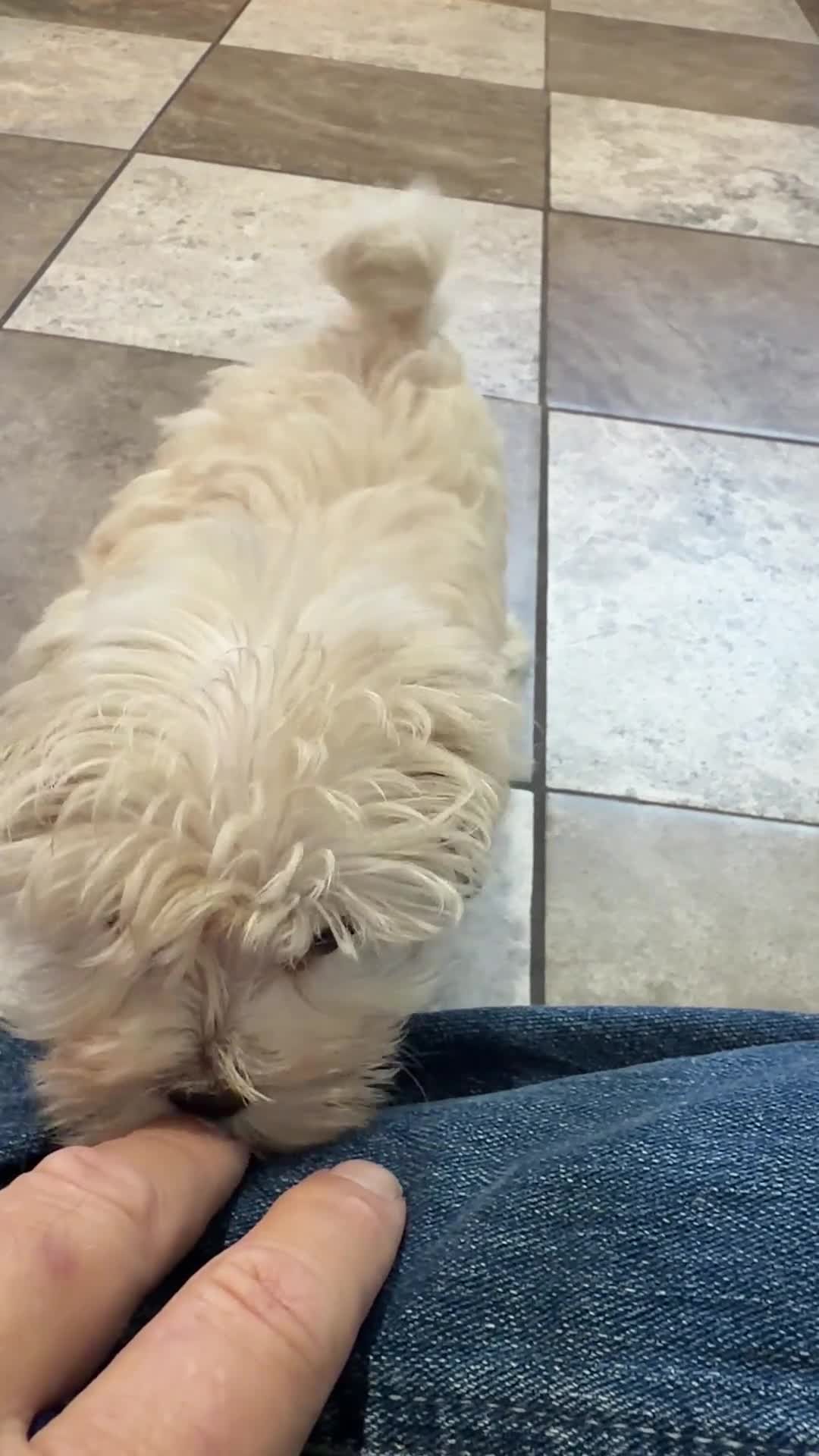 Maltipoo dogs for sale: Lori - Video 1