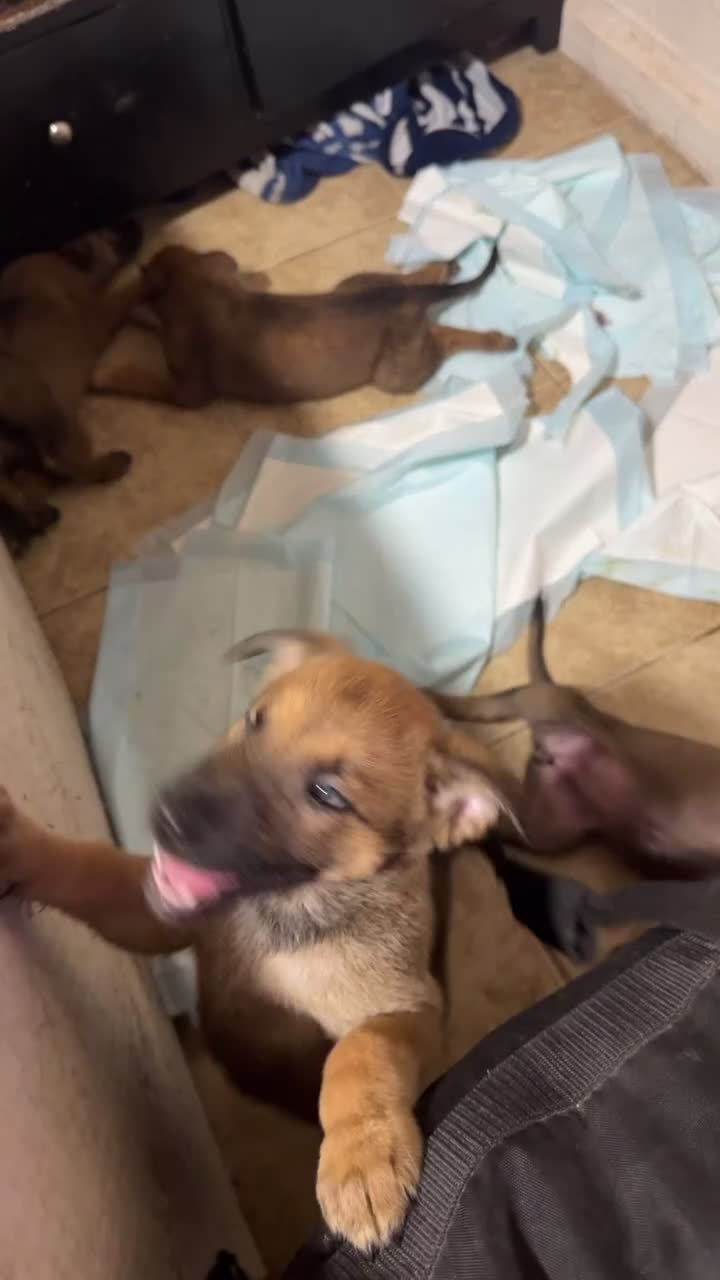 Belgian Malinois dogs for sale: Dina - Video 1