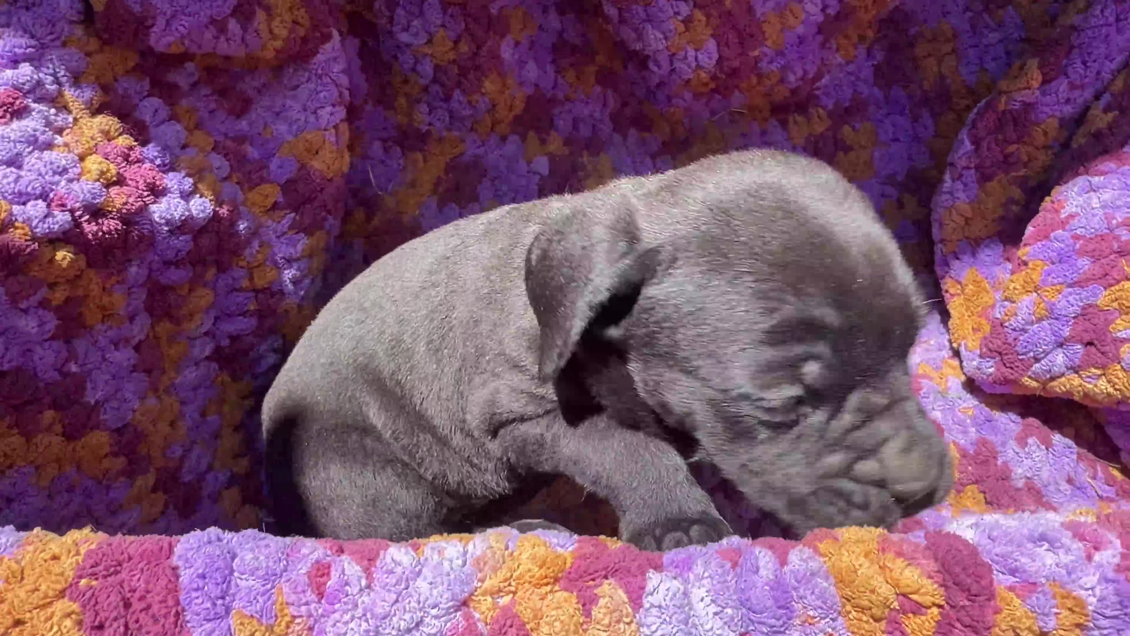 Cane Corso dogs for sale: Cane Corso Puppy Lavander - Video 1