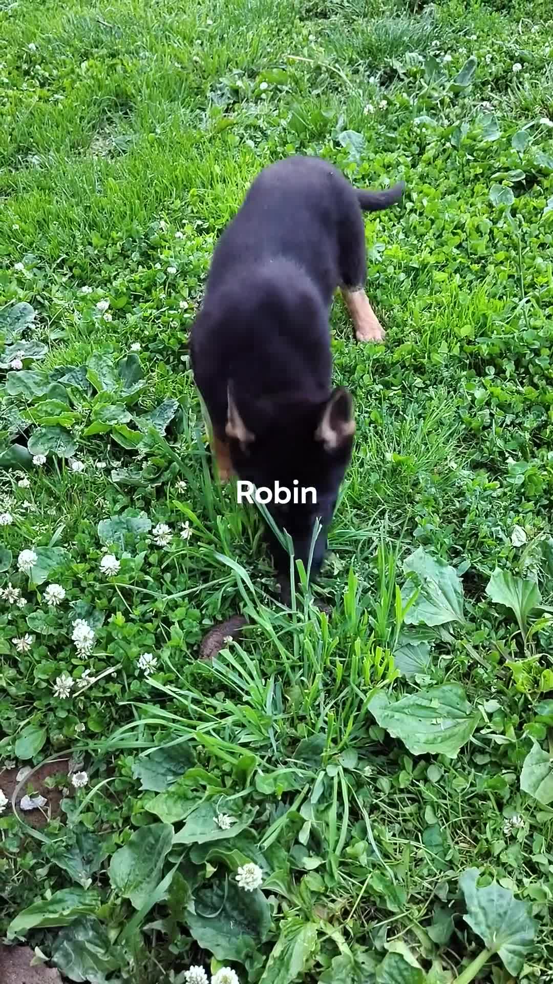 German Shepherd dogs for sale: Rita - Video 2
