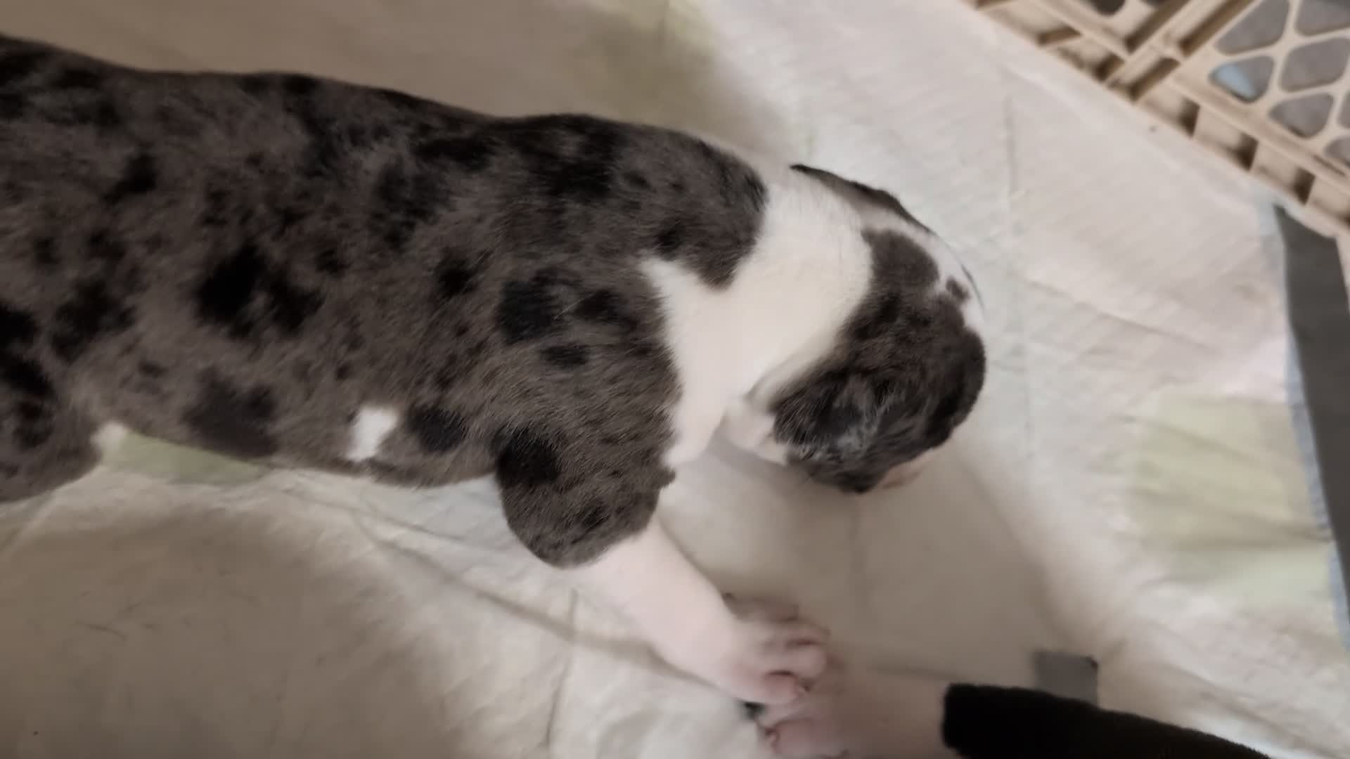 American Pit Bull Terrier dogs for sale: Rocco - Video 1