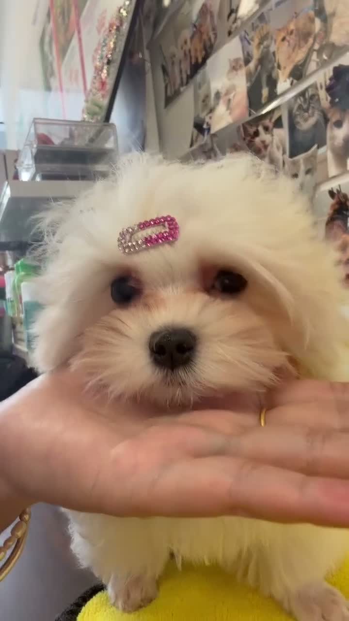 Maltese dogs for sale: Maltese 1 - Video 2