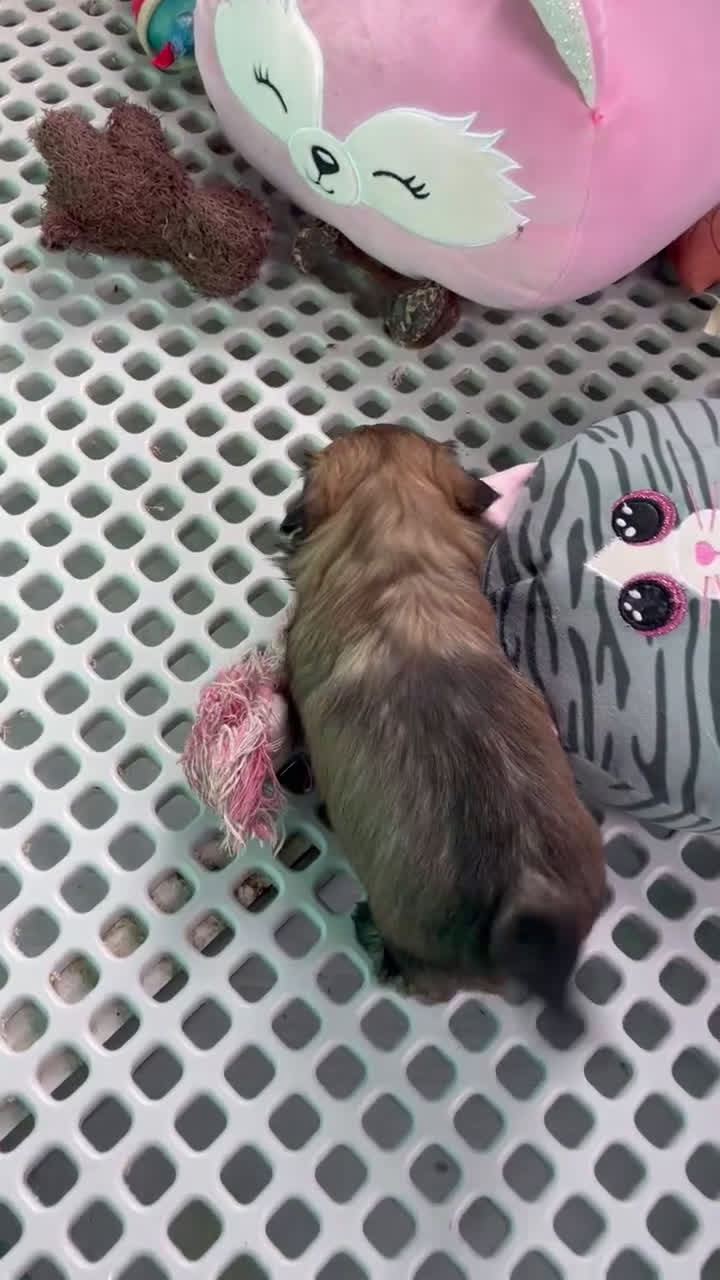 Shih Tzu dogs for sale: Theo - Video 1