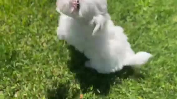 Maltese dogs for sale: Champ - Video 1