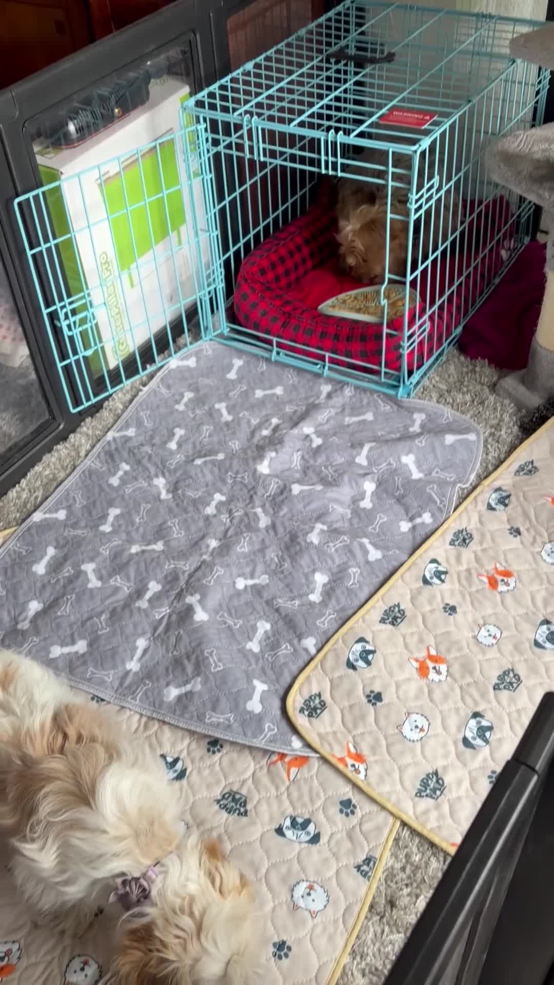 Yorkiepoo dogs for sale: Lulu - Video 1