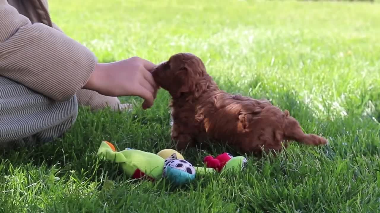 Cavapoo dogs for sale: Alison - Video 1
