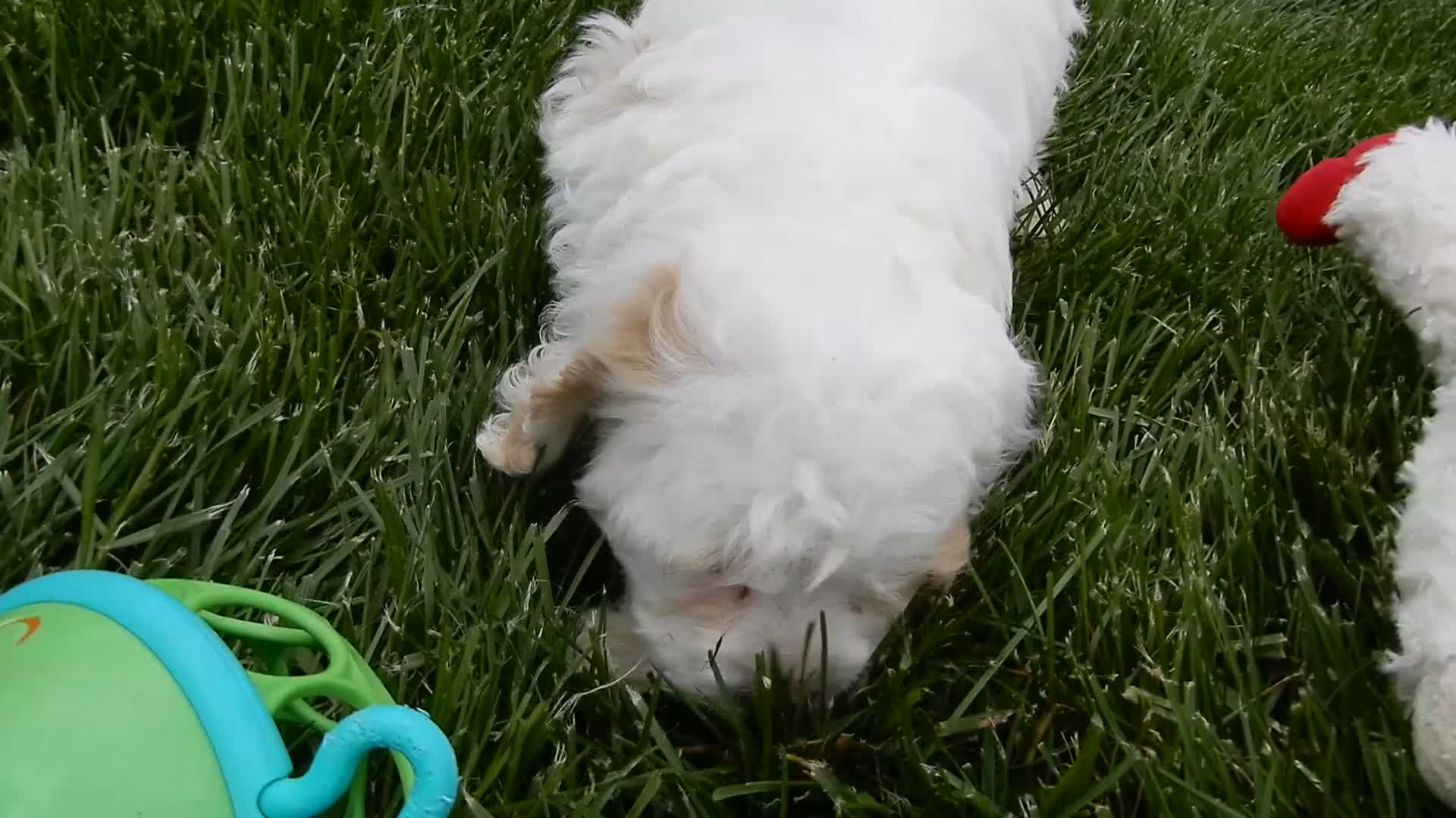 Cockapoo dogs for sale: Summer - Video 1