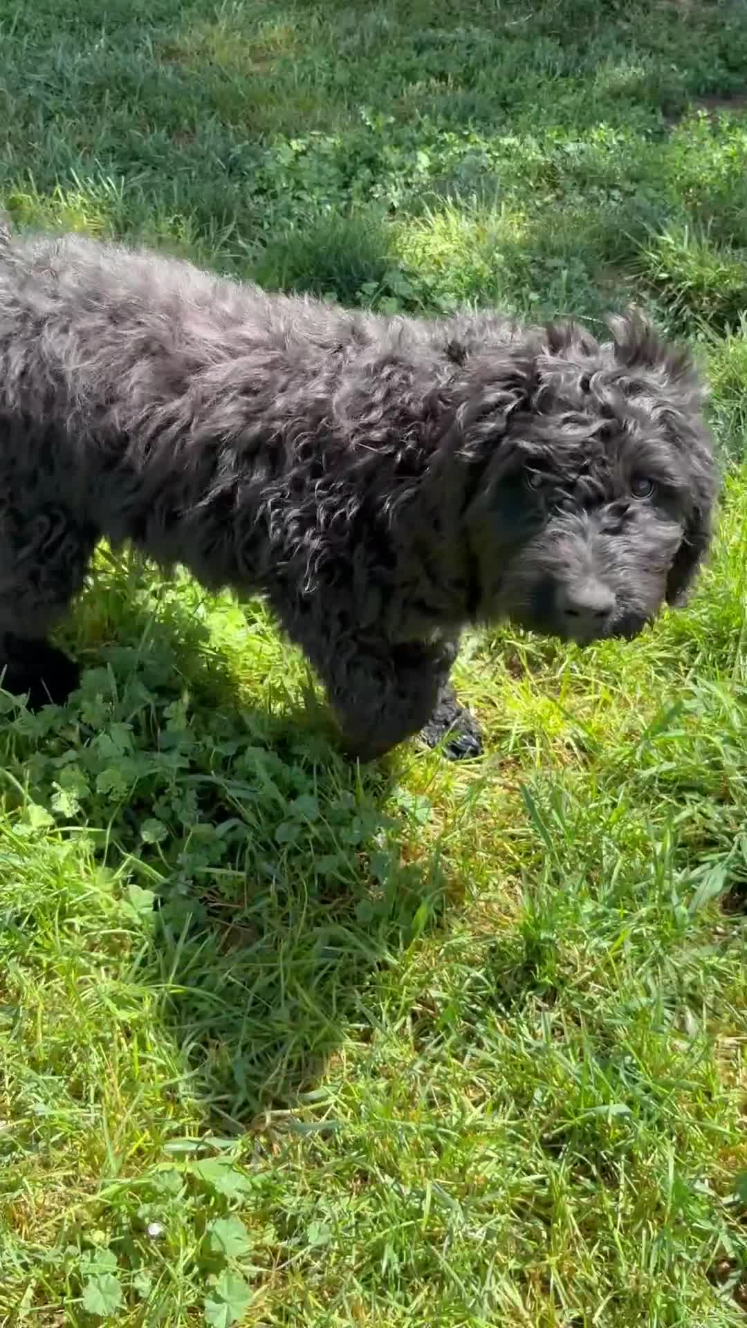 Bernedoodle dogs for sale: Standard Bernedoodle Puppy Smokey - Video 1
