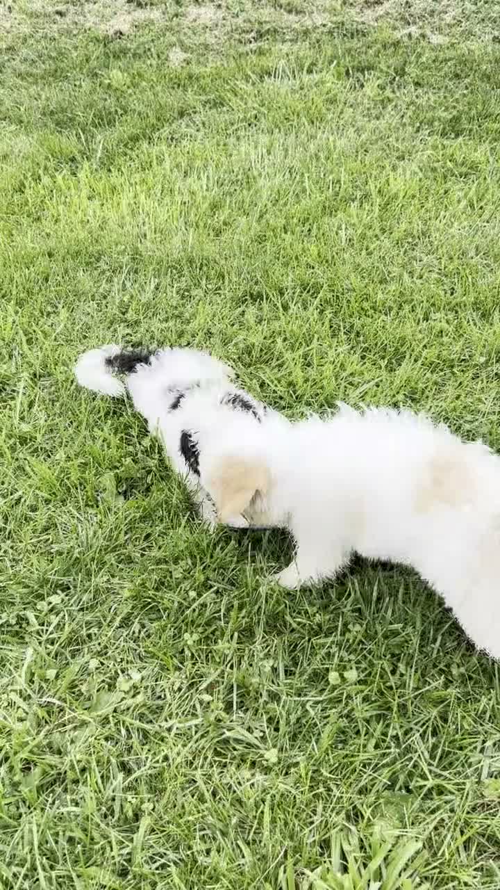 Mini Bernedoodle dogs for sale: Milo - Micro Mini Teddy Bear - Video 3