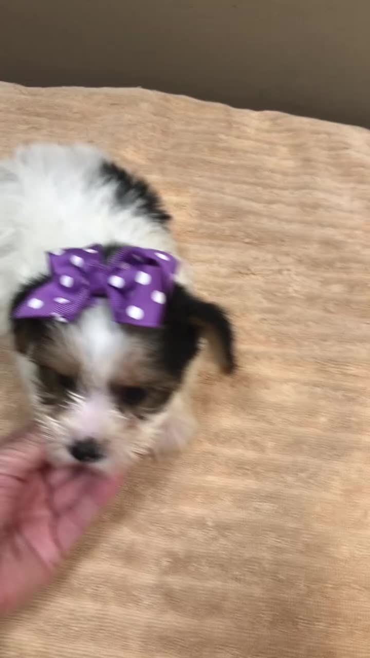 Yorkshire Terrier dogs for sale: Panda - Video 1