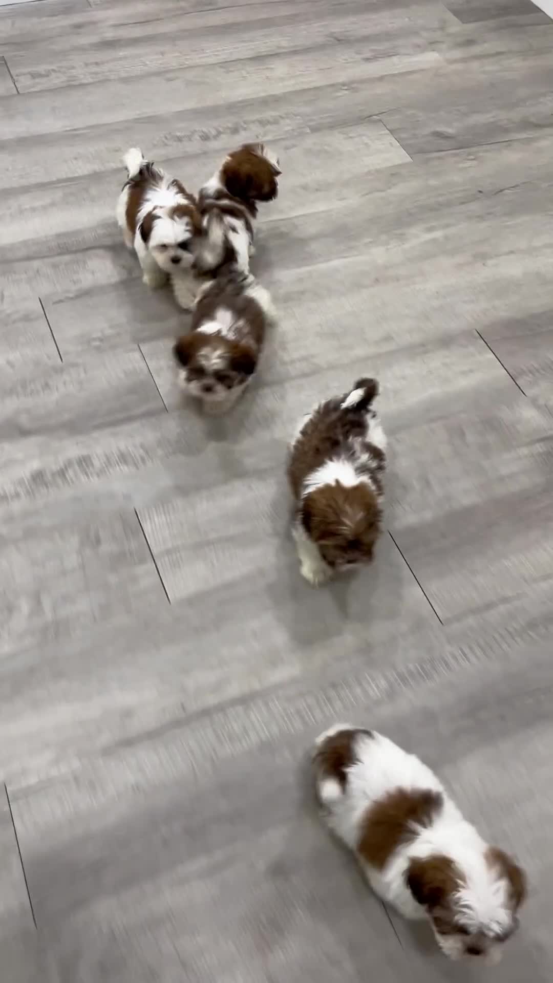 Shih Tzu dogs for sale: Cruze - Video 2