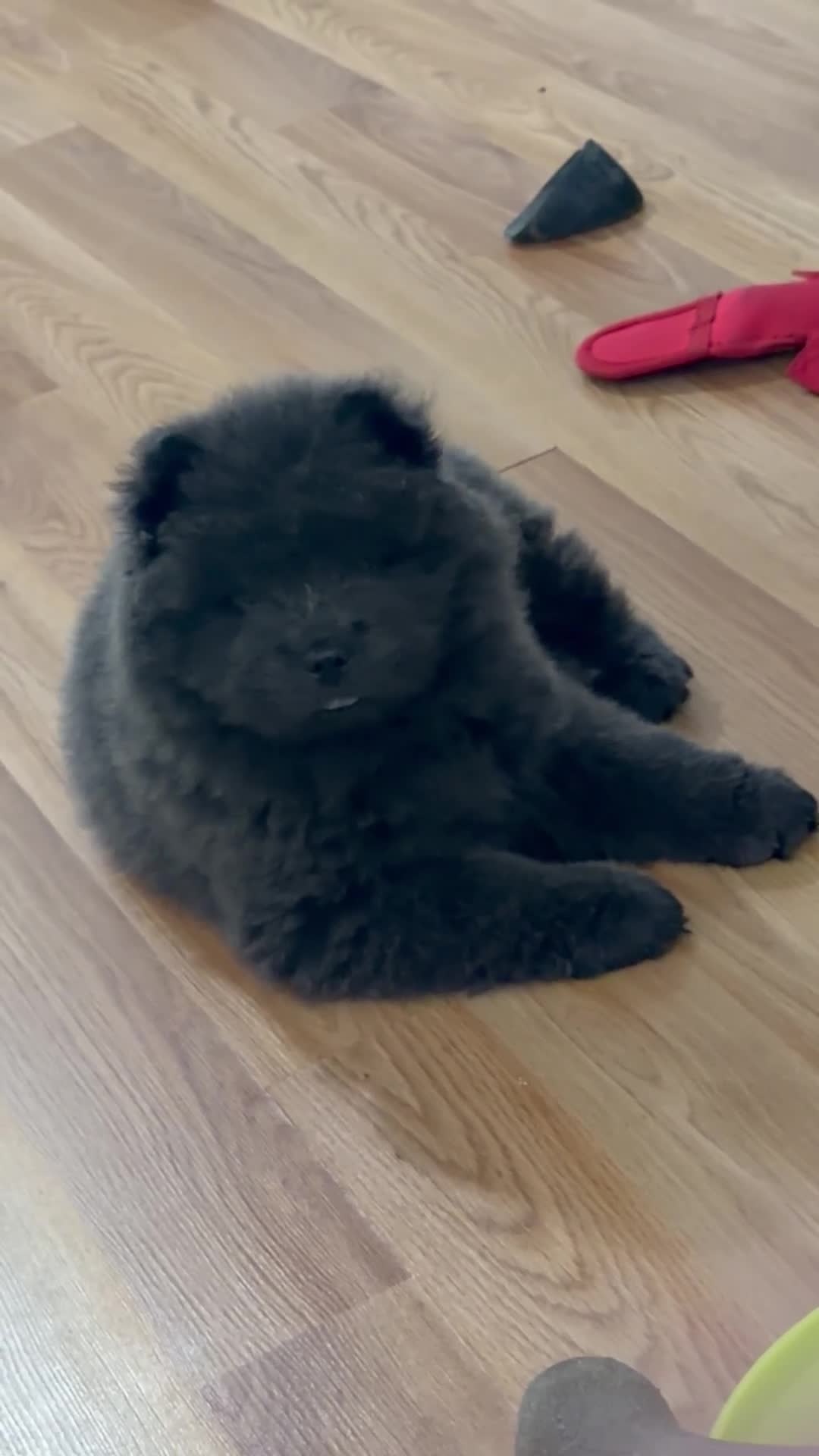 Chow Chow dogs for sale:  Female Chow Chow pup  - Video 1