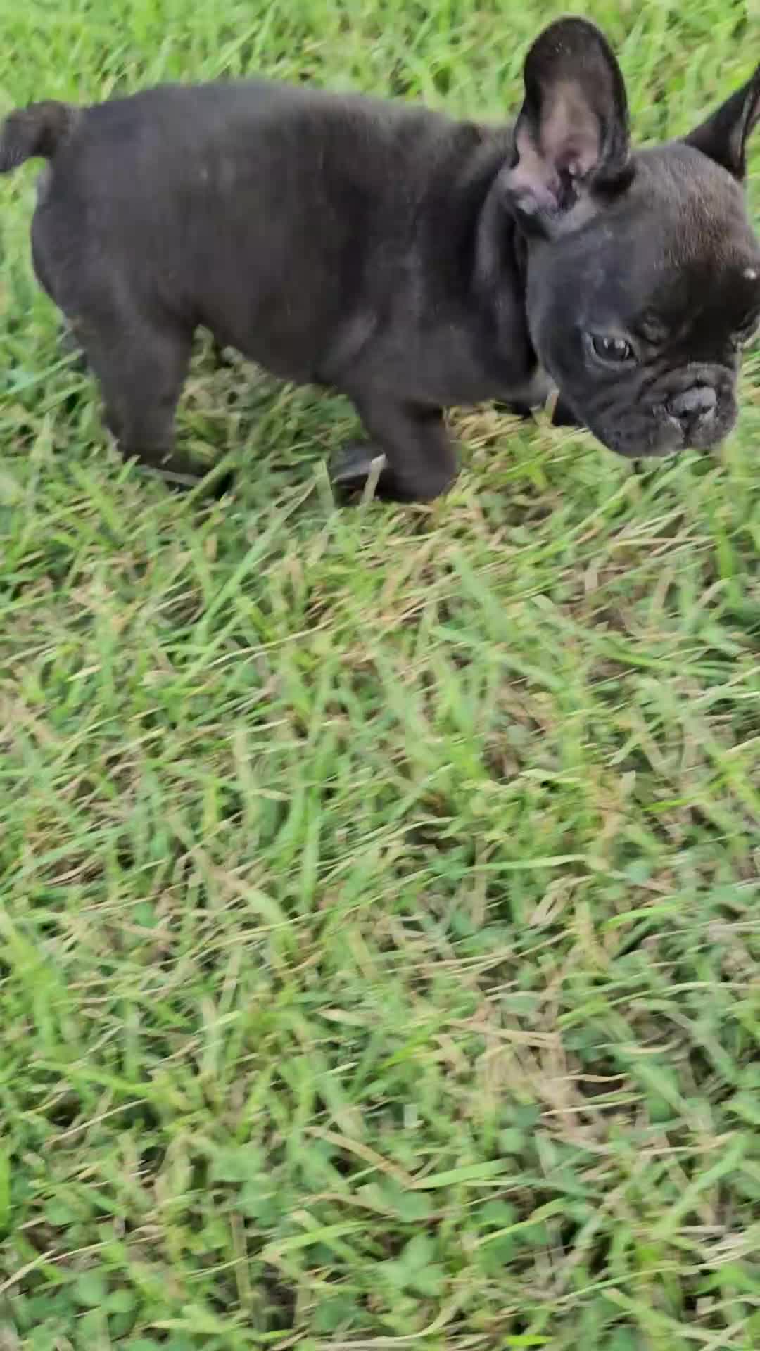 French Bulldog dogs for sale: Gus - Video 2
