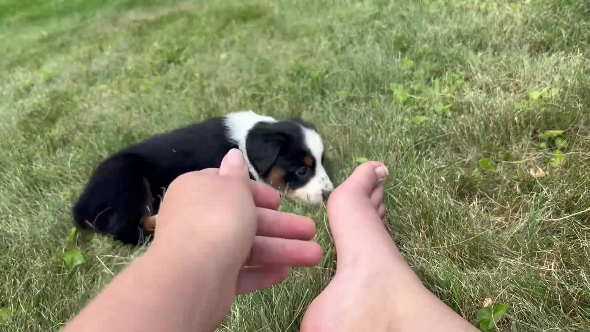 Miniature Australian Shepherd dogs for sale: #1 Black Tri Female - Video 1