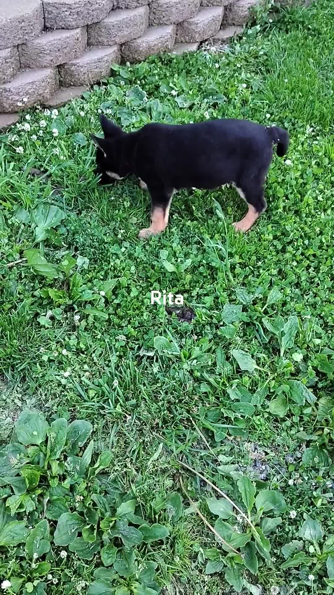German Shepherd dogs for sale: Rita - Video 3