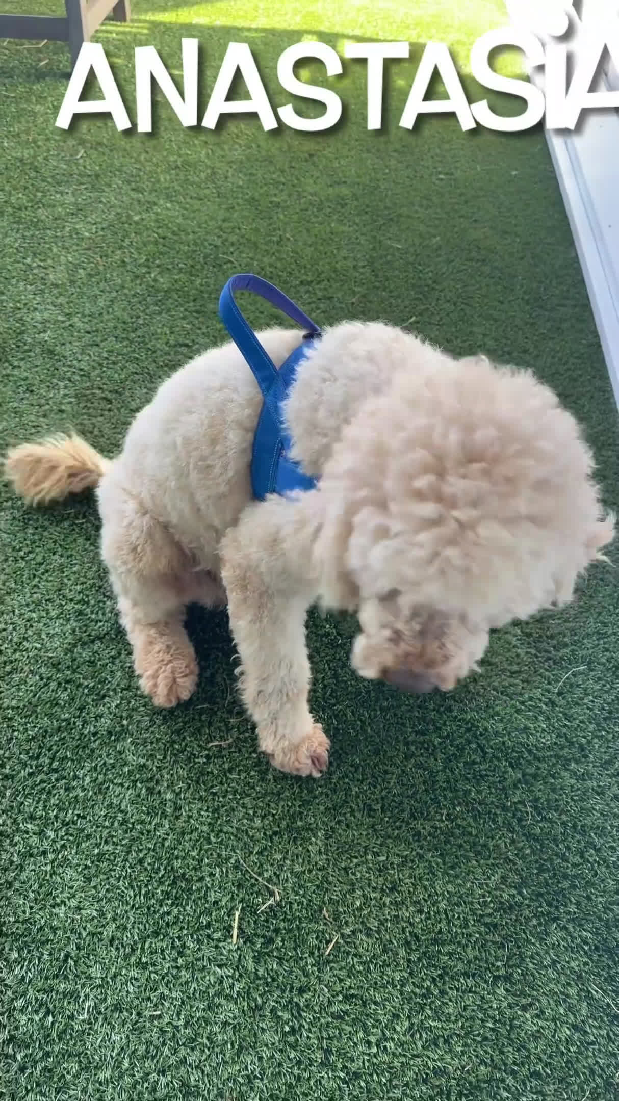 Goldendoodle dogs for sale: Anastasia - MultiGen Retired Mama - Video 1