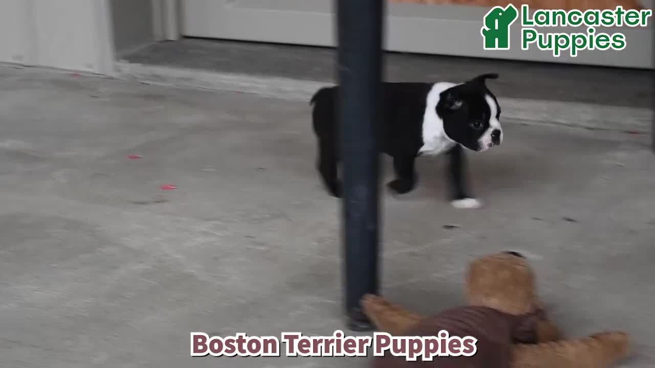 Boston Terrier dogs for sale: Tammy - Video 1