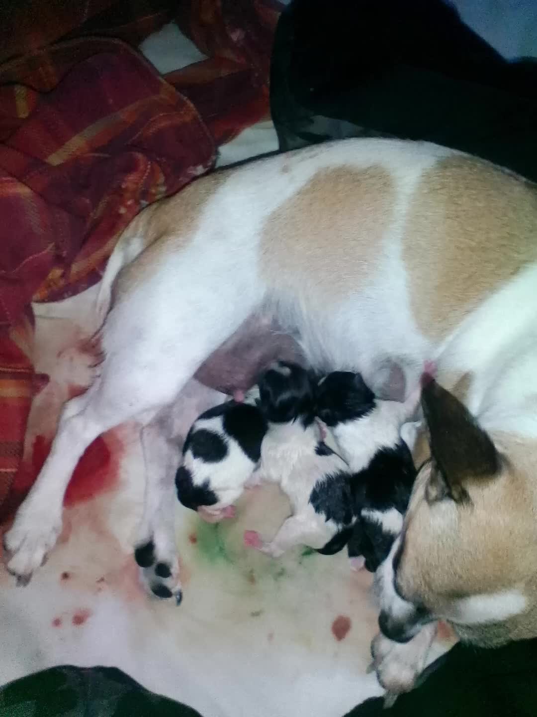 Jack Chi dogs for sale: Jack Chi 1 - Video 1