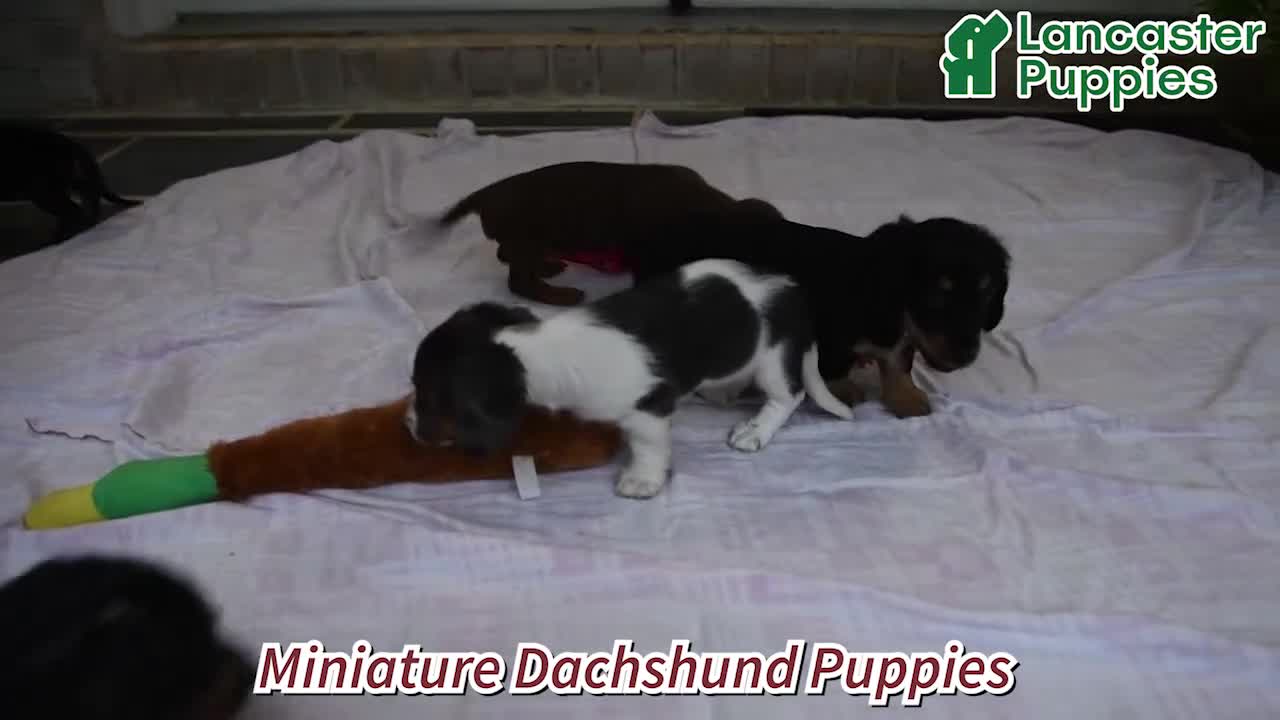 Miniature Dachshund dogs for sale: Jasmine - Video 1