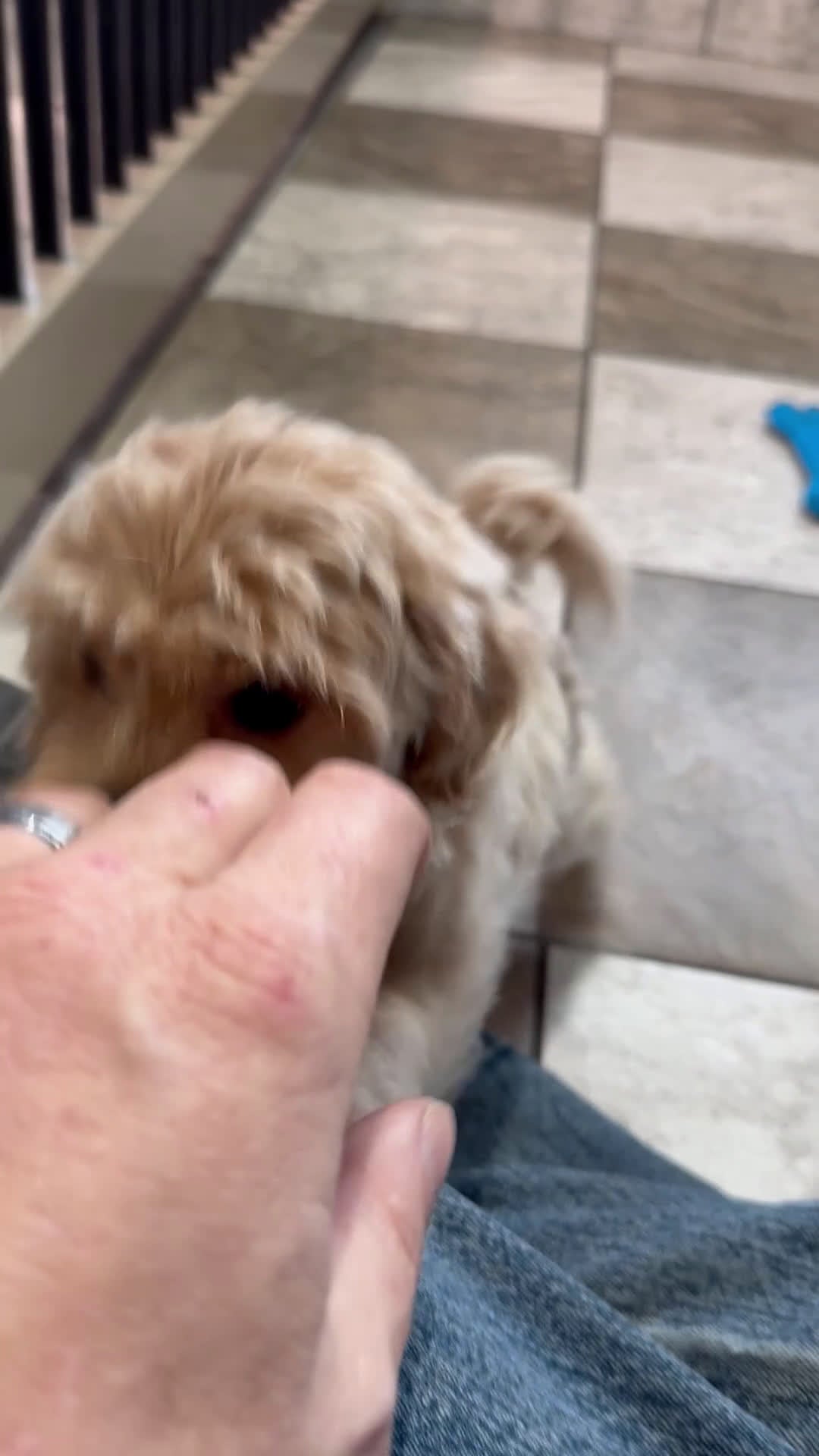 Maltipoo dogs for sale: Ellie - Video 1