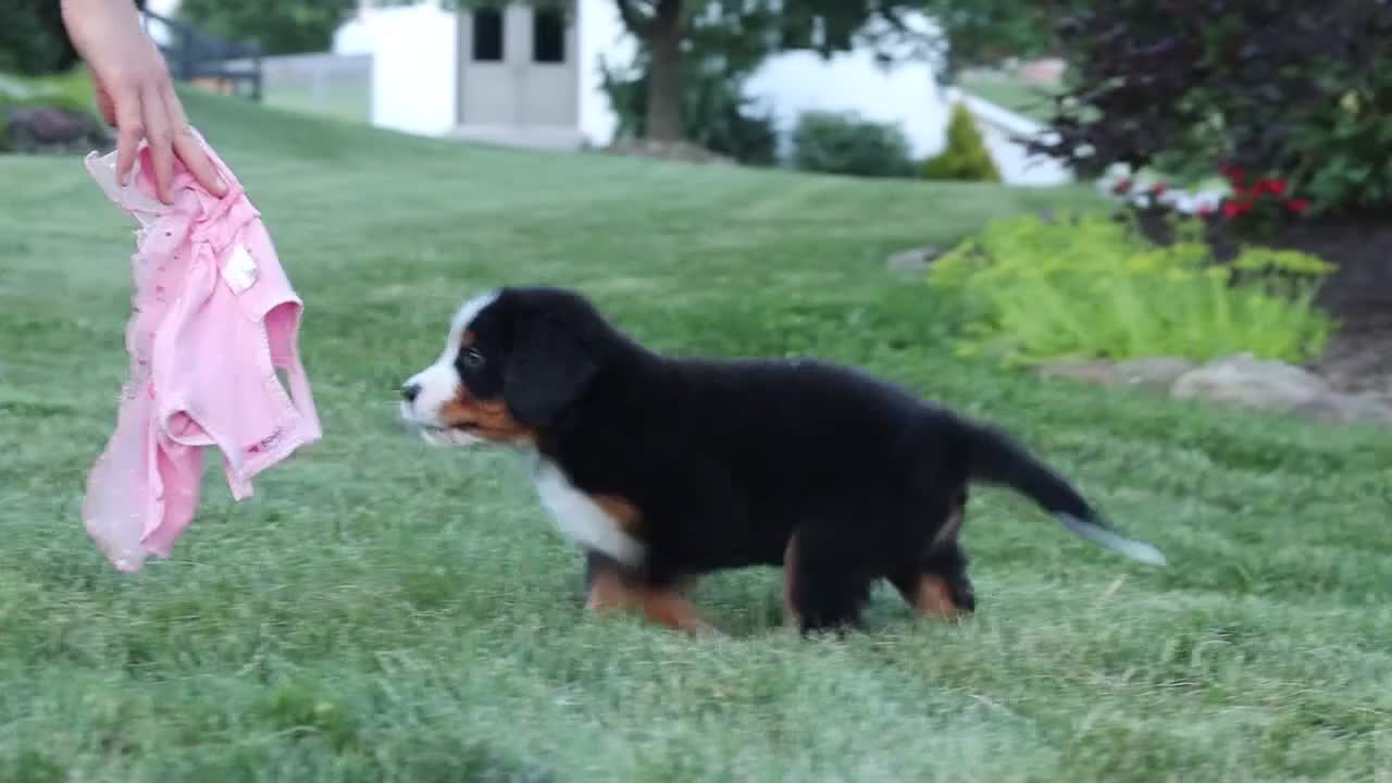 Bernese Mountain Dog dogs for sale: Queen - Video 1