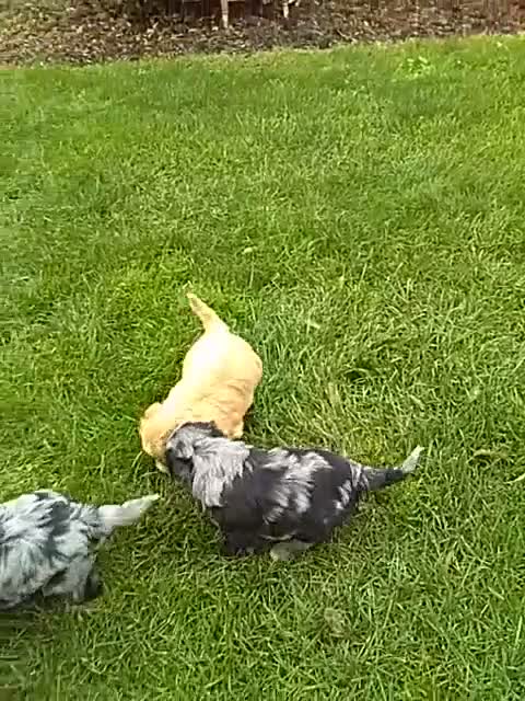 Mini Aussiedoodle dogs for sale: Daisy - Video 1