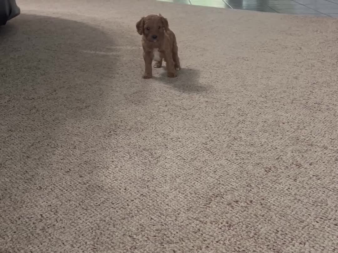 Cavapoo dogs for sale: Falcon💙 - Video 1