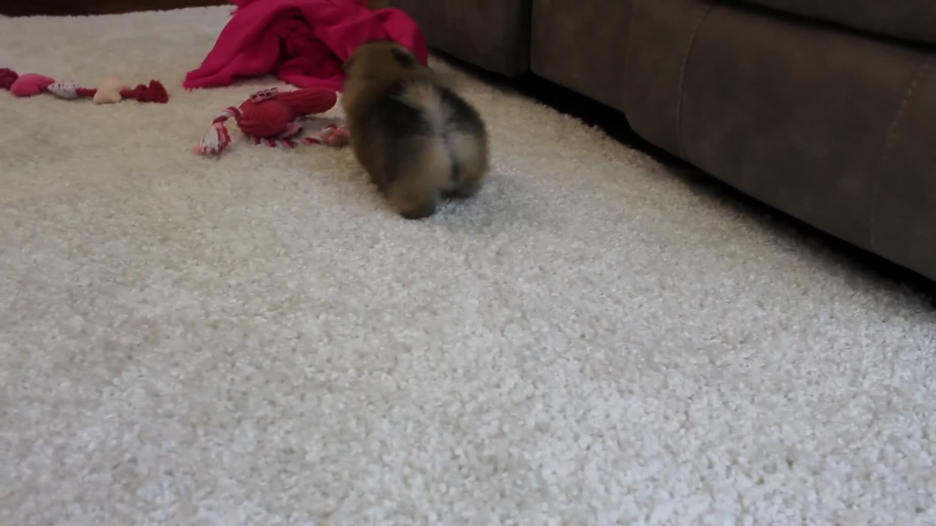 Pomeranian dogs for sale: Teacup Paisley - Video 1