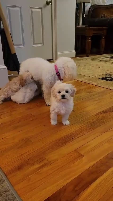 Maltipoo dogs for sale: Maltipoo Puppy 4 - Video 1