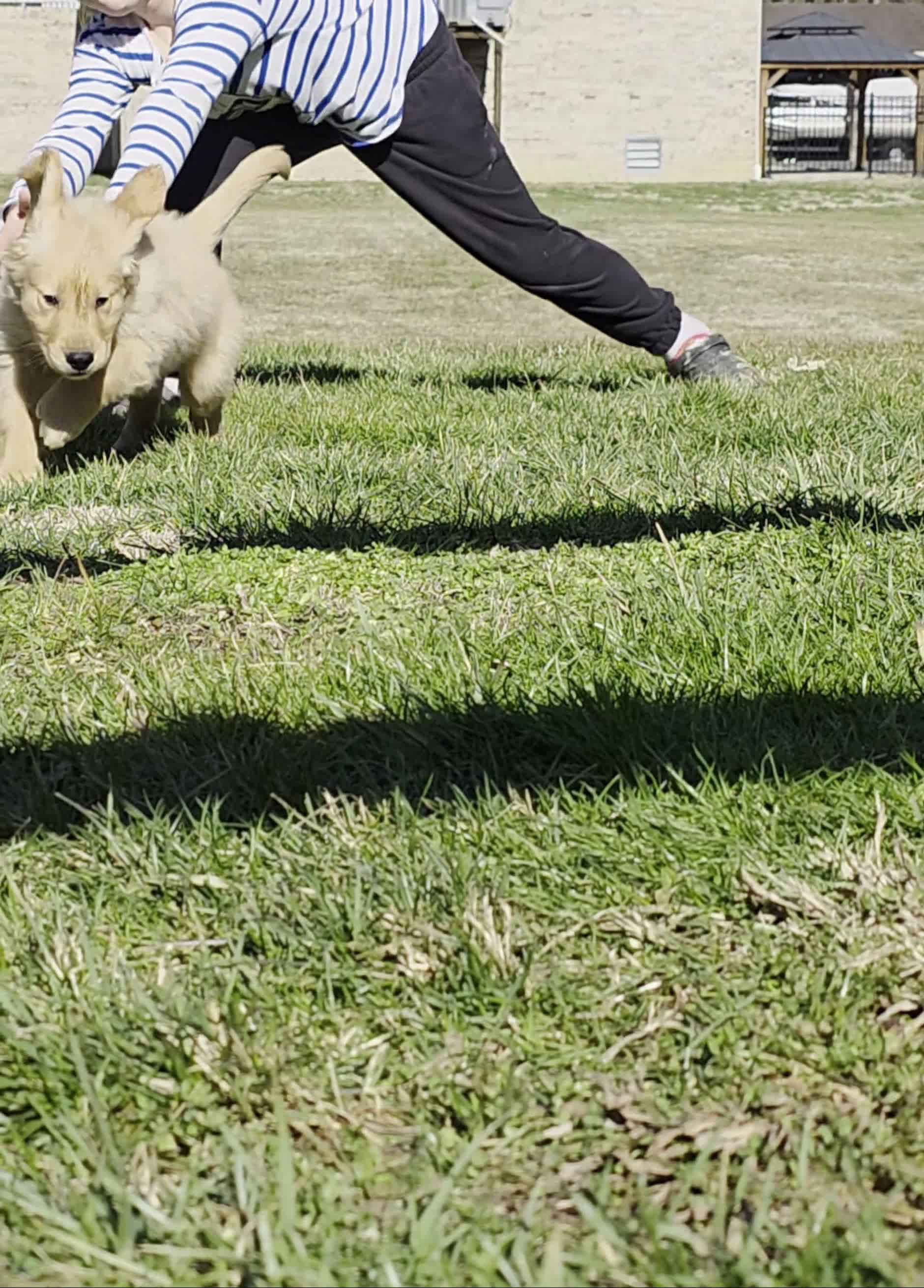 Golden Retriever dogs for sale: Cooper - Video 1