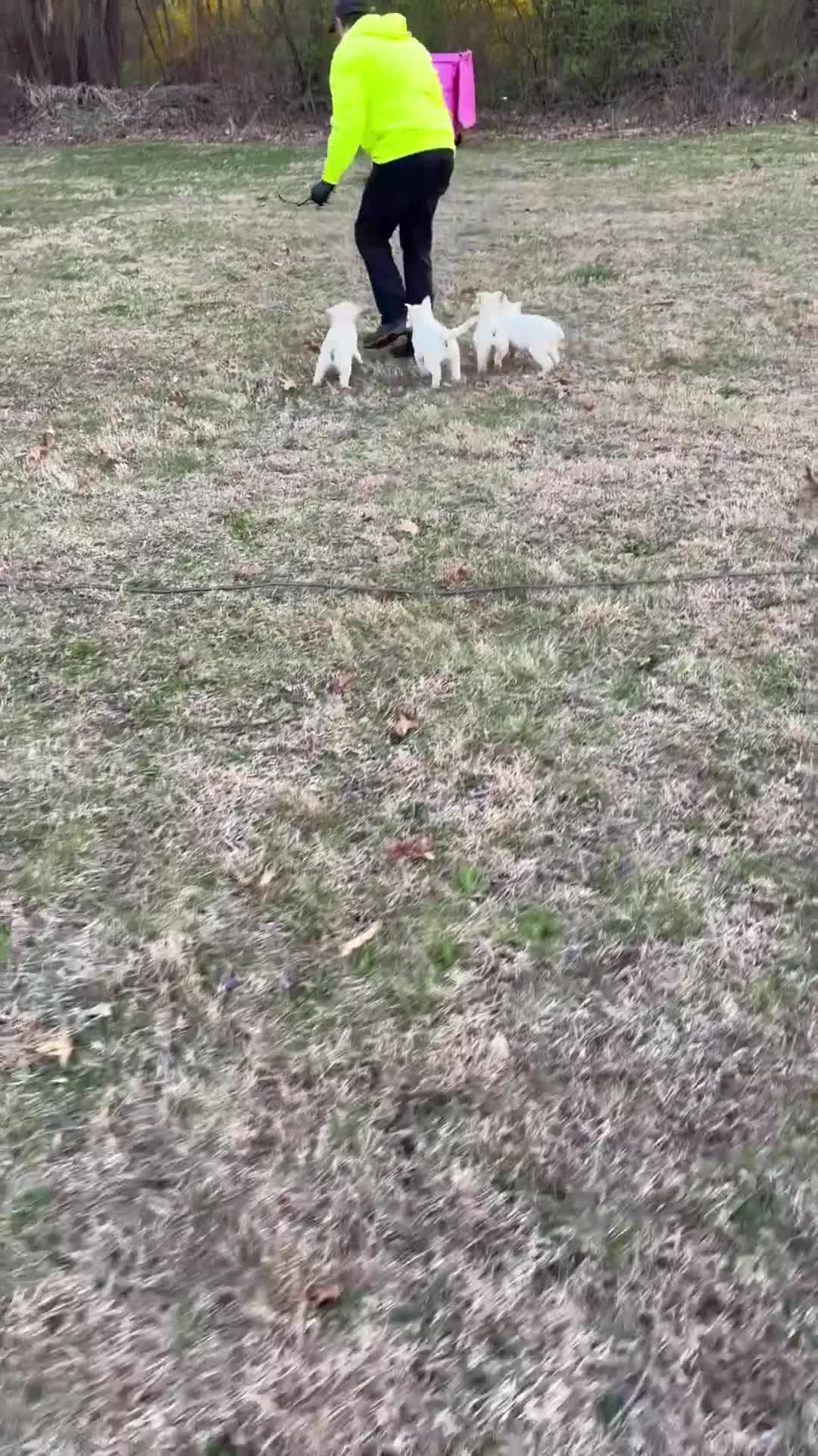 German Shepherd dogs for sale: German Shepherd Puppy 2 - Video 1