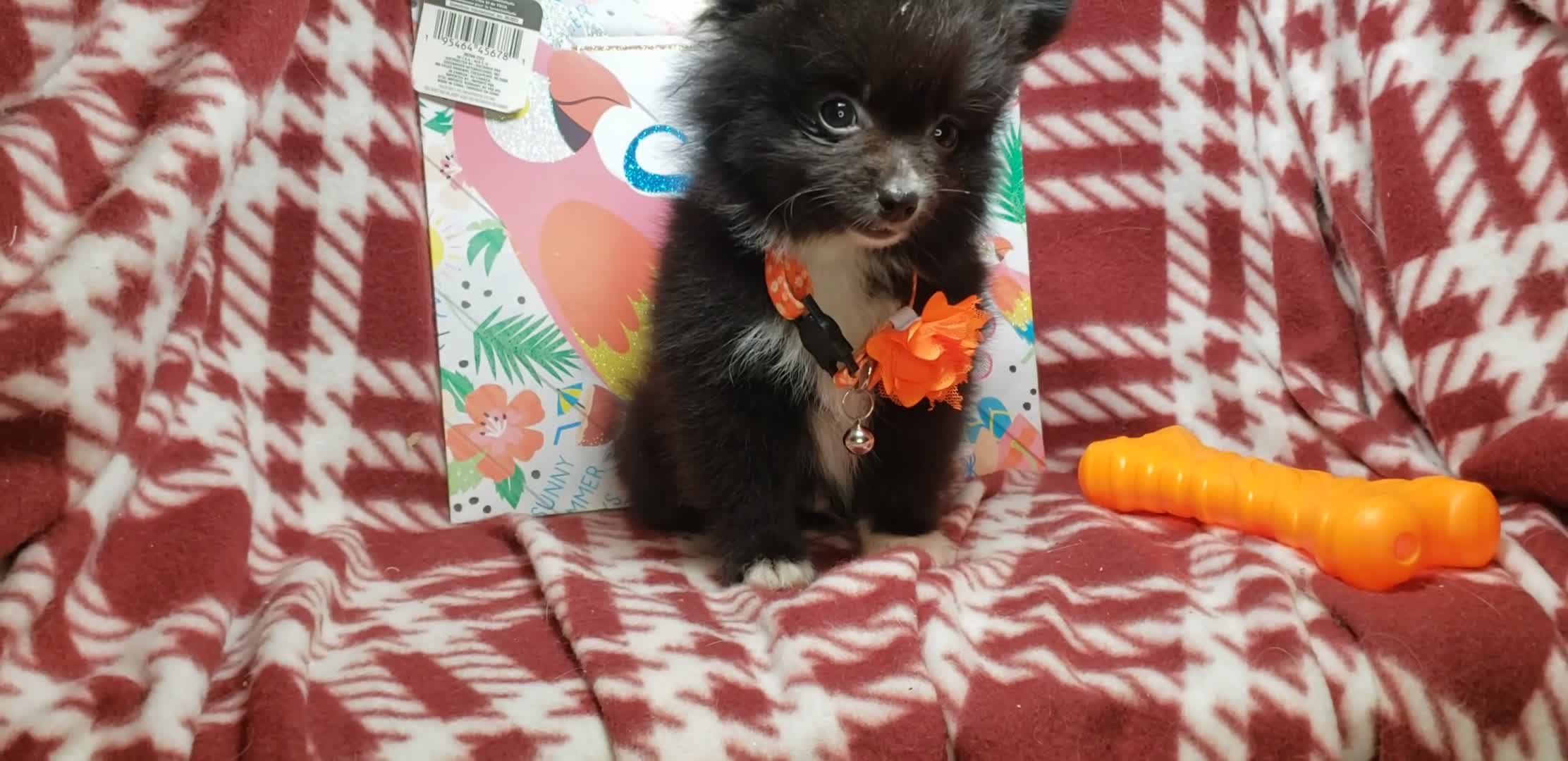 Pomeranian dogs for sale: Luther Lex the Great - Video 2