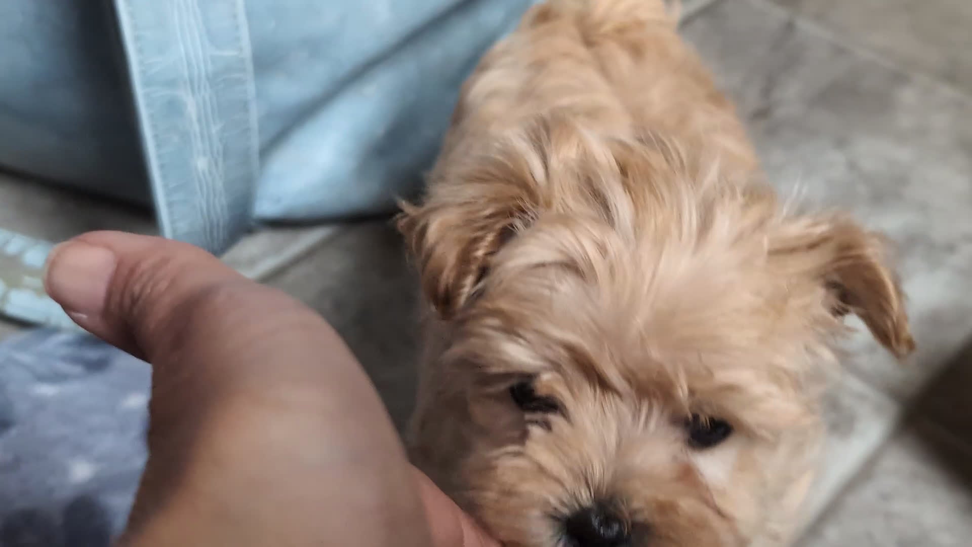 Maltipoo dogs for sale: Gilbert 7 lbs Full Grown - Video 1