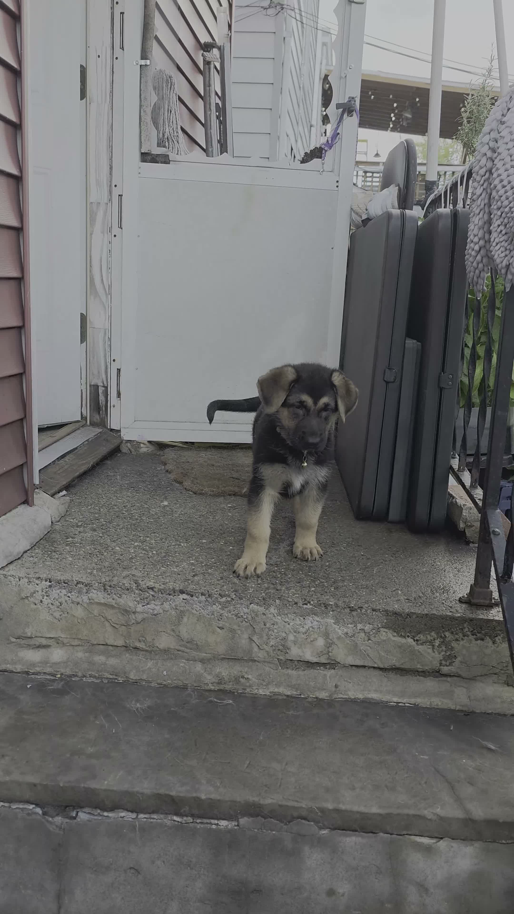 German Shepherd dogs for sale: Diesel 🐾 - Video 4