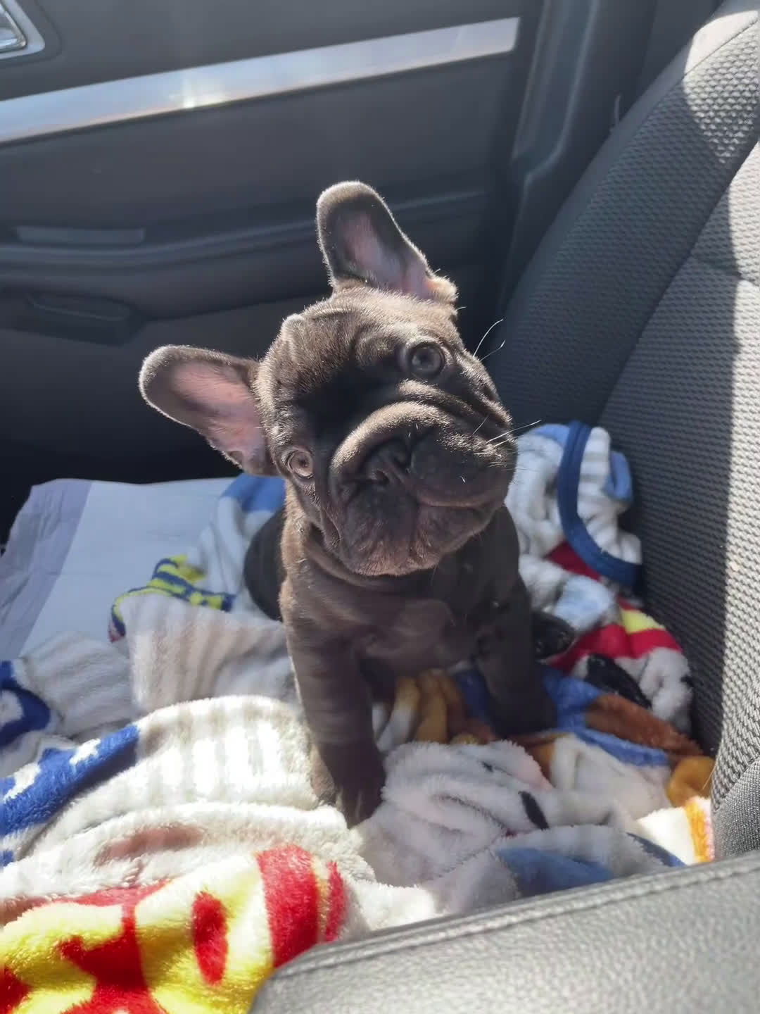 French Bulldog dogs for sale: Freddy - Video 1