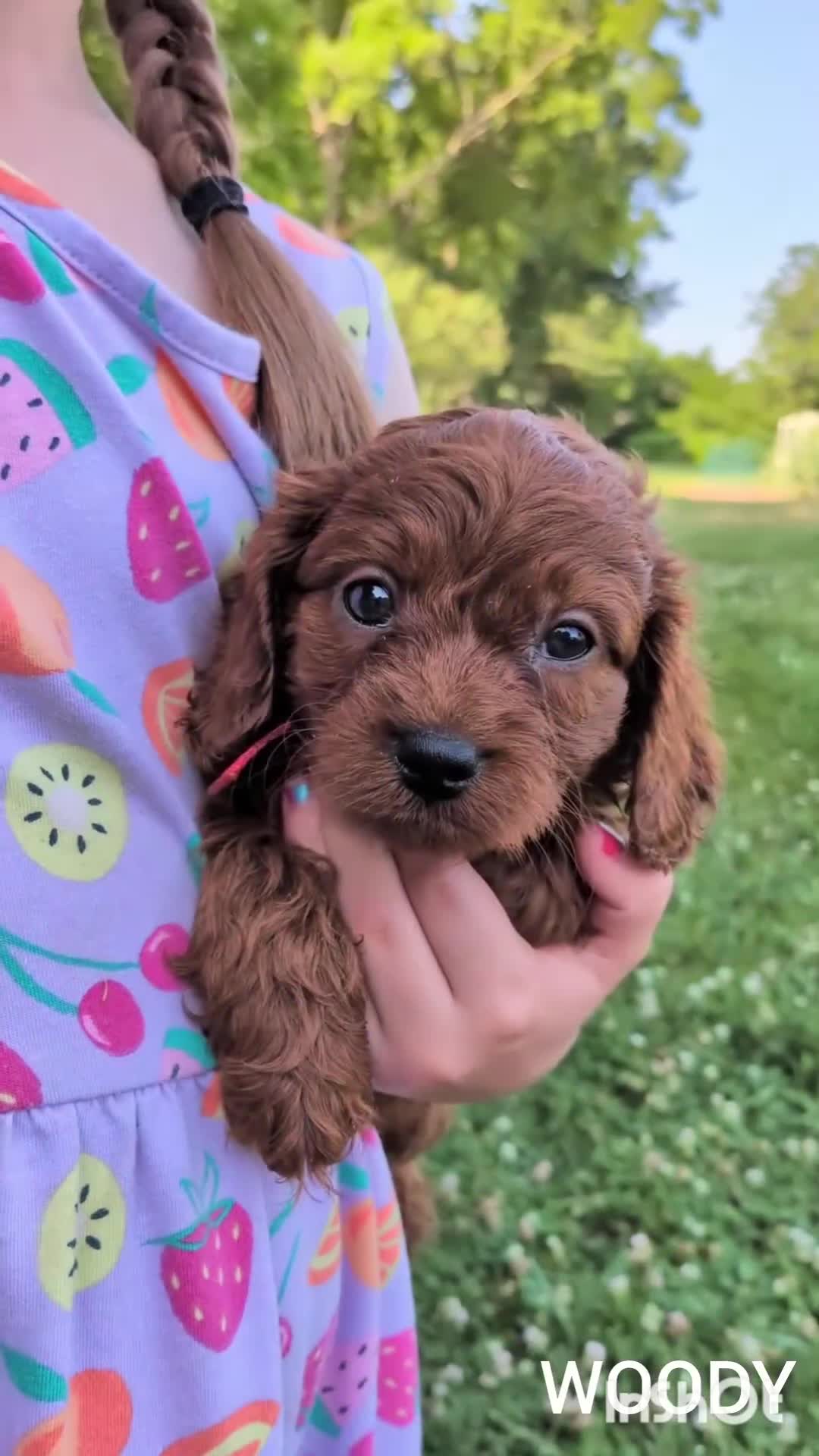 Cavapoo dogs for sale: Woody - Video 1