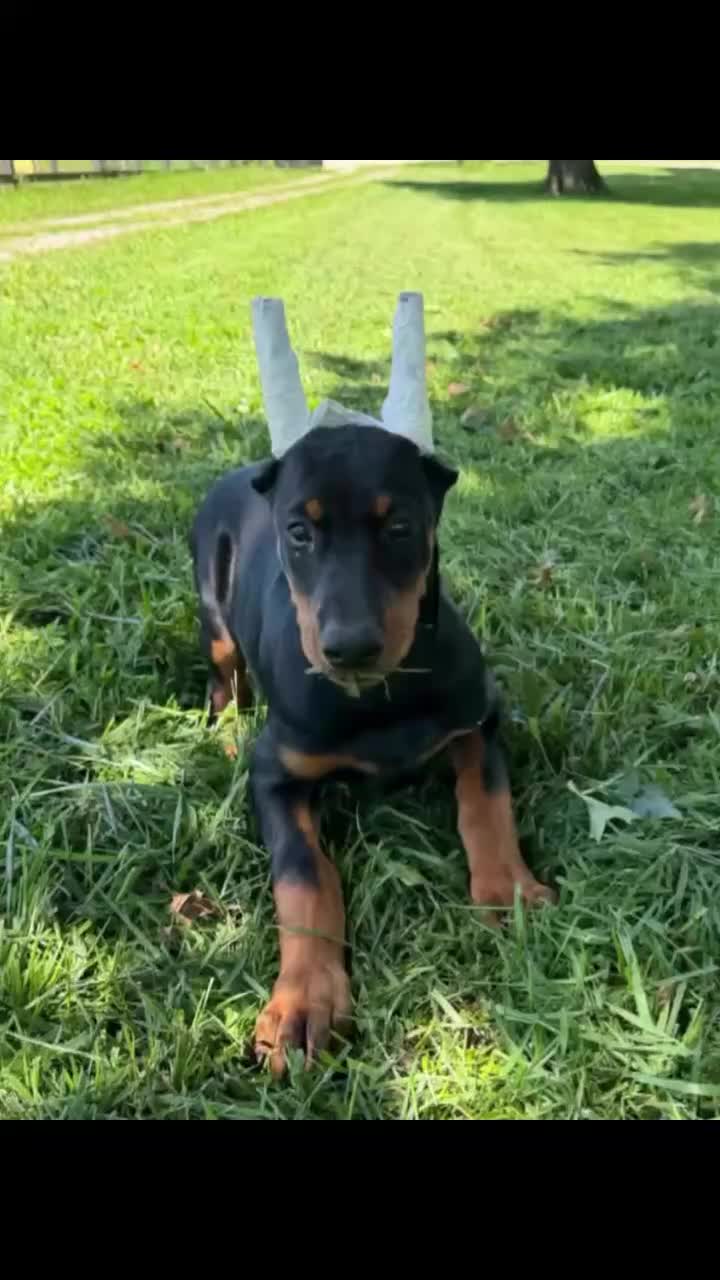 Doberman Pinscher dogs for sale: Gorgeous Girl  - Video 1